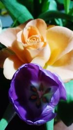 Close-up of flower against blurred background