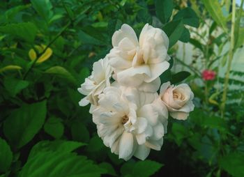 Close-up of white flowering plant