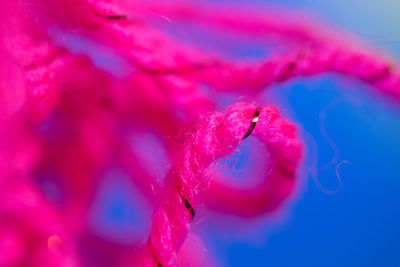 Close-up of pink rose flower