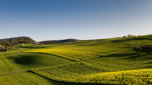Scenic view of agricultural field against clear sky