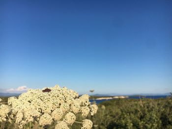 Scenic view of land against clear blue sky