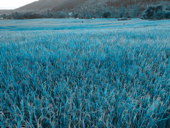 Scenic view of agricultural field