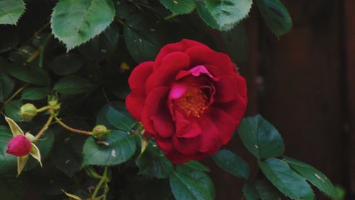 Close-up of red rose