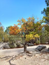 Trees on landscape against clear sky during autumn