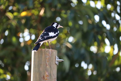 Close-up of bird perching on wooden post