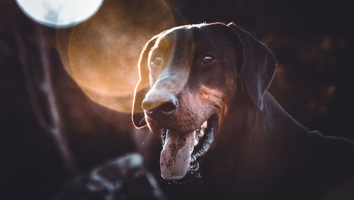 Friendly looking doberman