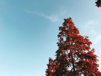 Low angle view of tree against sky