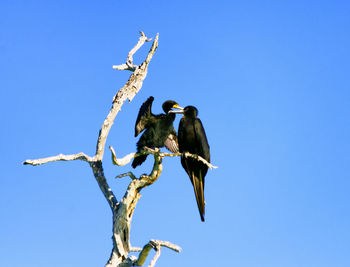 Low angle view of cormorants perching on branch against clear blue sky