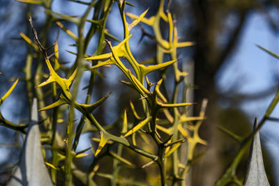 Close-up of yellow flowering plant