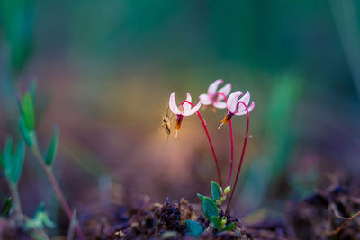 Close-up of pink flowering plant on field