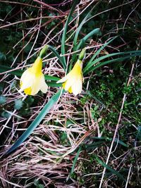 High angle view of yellow crocus blooming outdoors