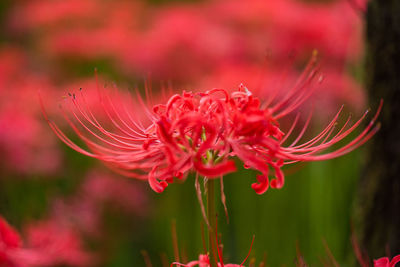 Close-up of red flowering plant