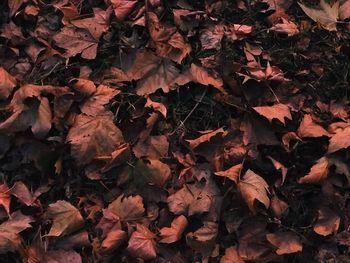 Close-up of fallen maple leaves