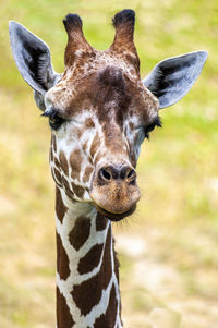 Close-up portrait of giraffe