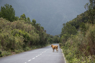 Horse walking on road amidst trees