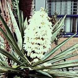 Flowers growing on tree