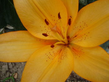 Close-up of day lily