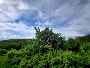 Low angle view of tree against sky