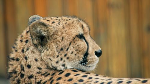 Close-up of giraffe
