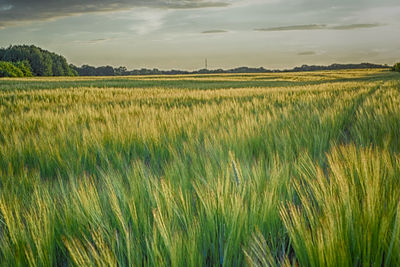 Scenic view of wheat field against sky
