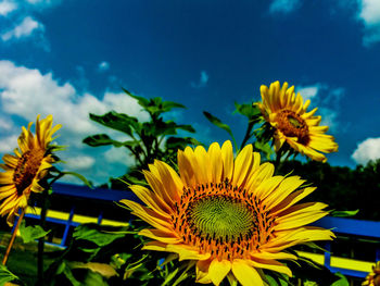 Close-up of yellow sunflower against sky