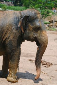 Close-up of elephant in zoo