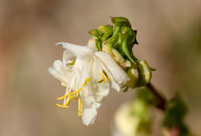 close-up