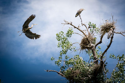 Low angle view of bird flying against sky