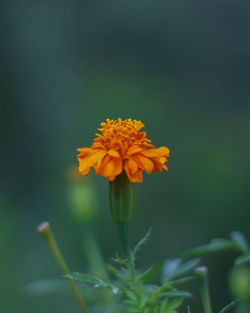 Close-up of yellow flower