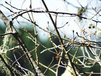 Low angle view of bare branches against the sky