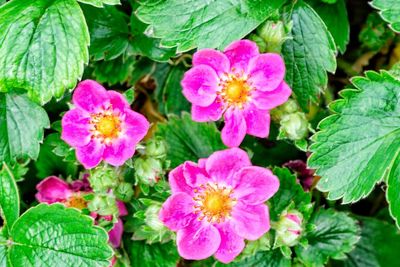 Close-up of pink flowers blooming outdoors