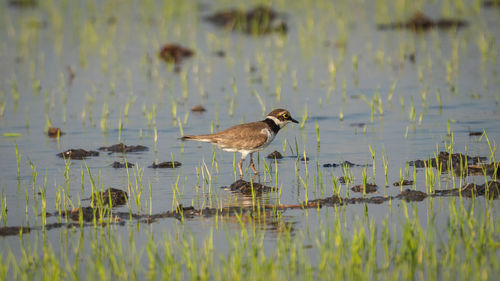 Birds on a lake