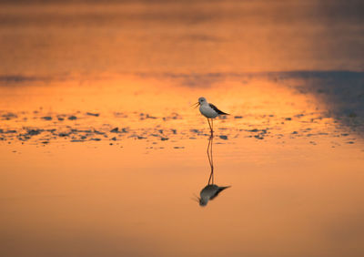 Black-winged stilt foraging in water with reflection at molentargius during sunset