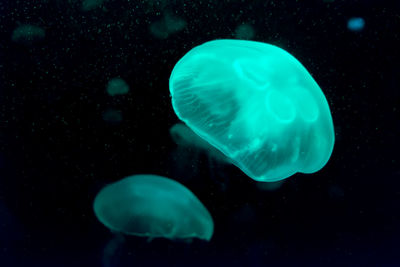 Close-up of jellyfish in sea