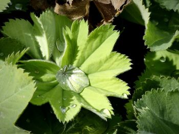 Close-up of wet leaves