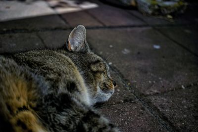 High angle view of cat resting on footpath