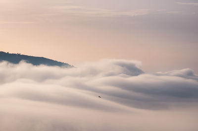 Low angle view of bird flying in sky