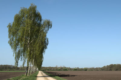 Trees on field against clear sky