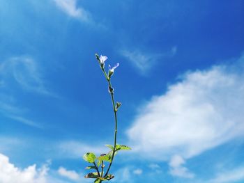 Low angle view of flowering plant against blue sky