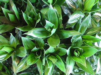 Full frame shot of plants