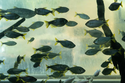 Close-up of fishes in aquarium