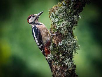 Close-up of woodpecker perching on moss covered branch