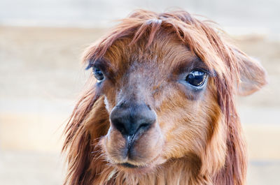 Close-up of alpaca