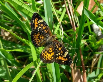 Butterfly perching on flower