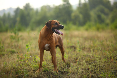 Dog looking away on field