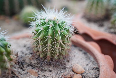 Close-up of cactus plant growing on field