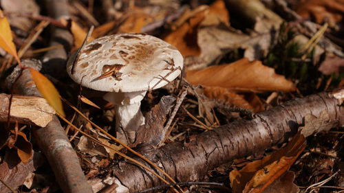 Close-up of mushroom growing on field