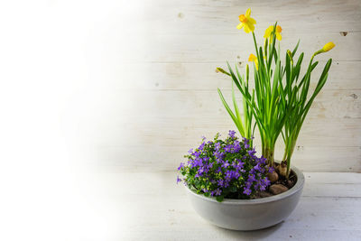 Close-up of purple flowers on table