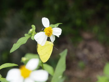 Close-up of white flowering plant