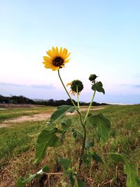 Close-up of sunflower on field against sky